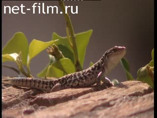 Footage Lizard. (2005)