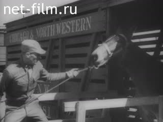 Киножурнал Новости Юнайтед №42 (1943)