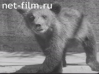 Киножурнал Бавария Тонвохе №34 (1937)