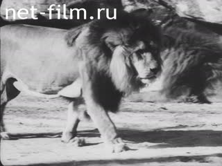 Киножурнал Бавария Тонвохе №21 (1937)