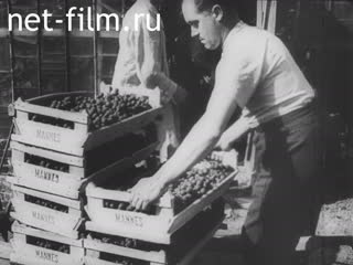 Newsreel Ostland Woche №23323 (1943)