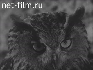 Newsreel Tonwoche №477-1 (1939)