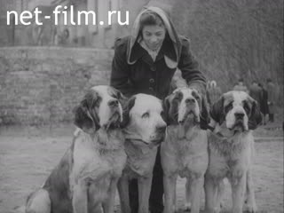 Newsreel Der Augenzeuge №33 (1946)
