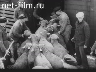 Newsreel Ostland Woche №23908 (1942)