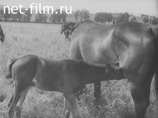 Newsreel Ostland Woche №24164 (1943)