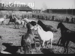 Newsreel Ostland Woche №24790 (1943)