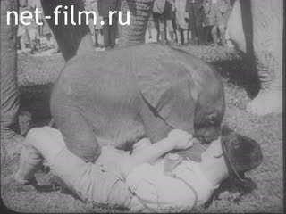 Newsreel Ostland Woche №25702 (1943)