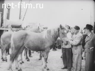 Newsreel Ostland Woche №25843 (1942)