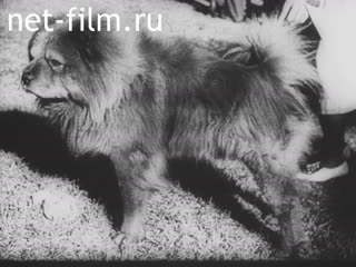 Киножурнал Тонвохе №403 (1938)