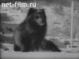 Киножурнал Тонвохе №514 (1940)