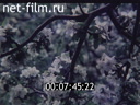 Footage frame