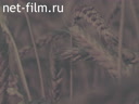 Планы и жизнь. 11 серия. "Три поля под одним небом"