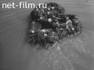 Newsreel Pioneerhood №7-1983 (1983)