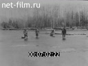 Новости дня / хроника наших дней №33-1982 В братской семье народов. Продовольственная программа-дело всенародное. Решения партии - в жизнь. Сп