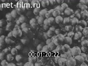 Новости дня / хроника наших дней №34-1982 В братской семье народов. Продовольственная программа-дело всенародное. Праздник вьетнамского народа