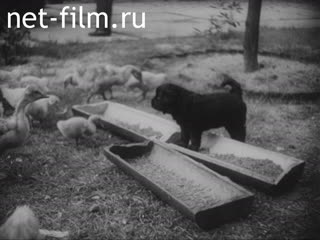 Киножурнал Очевидец №9 (1946)