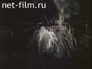 Footage Amphibians, reptiles, insects. (1975-1985)