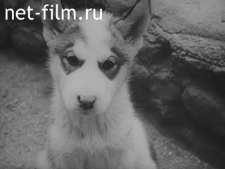 Newsreel British Movietone News №21593 (1930)