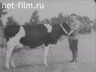 Newsreel British News №321 (1946)