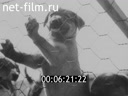 Footage frame