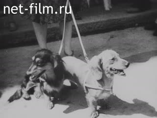 Newsreel War Pictorial News №127 (1943)