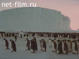 Фильм Аборигены Антарктиды. (1981)