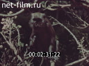 Footage frame